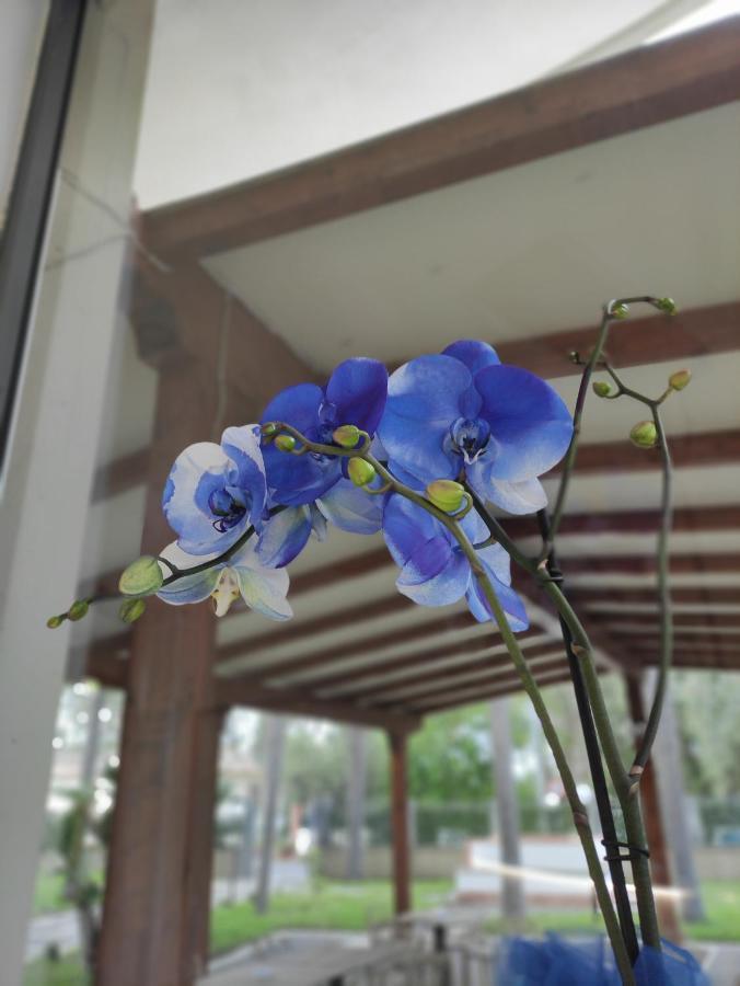 Oasi Park Hotel Mascali Dış mekan fotoğraf