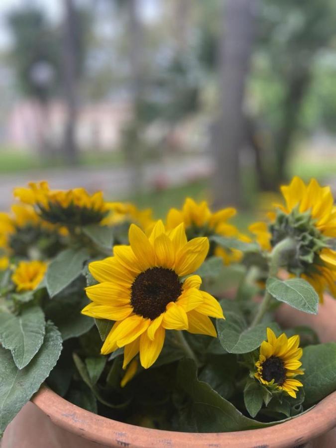 Oasi Park Hotel Mascali Dış mekan fotoğraf